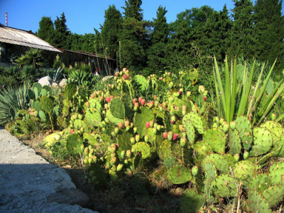 кактусарий в ботаническом саду
