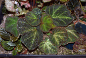 begonia begoniaceae rhizomatous solimutata