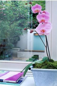 Розовая орхидея на подоконнике