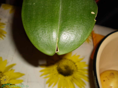 Трескаются листья у орхидеи