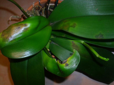 Болезни орхидей фото