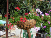 basket hanging pelargonium peltatum