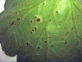 puccinia pelargonii zonalis
