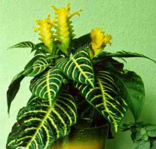 Афеландра - домашнее растение, фото