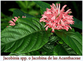 flores jacobina invernaderodelaarganzuela jacobiniaspp delasacanthaceae