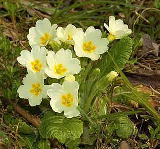 Первоцвет или Примула — Primula описание