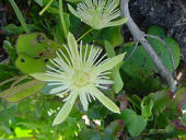 passiflora passifloraceae capsularis
