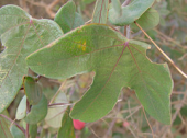 passiflora passifloraceae passifloraedmundoi edmundoi