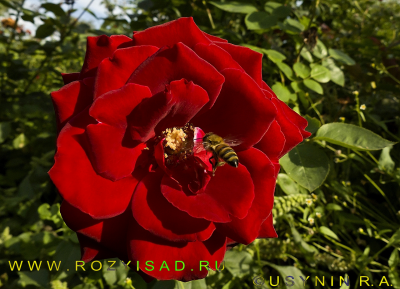 роза Черная Магия фото