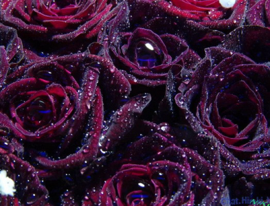 Черная роза (фото)
