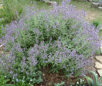 have several types of sage planted throughout the gardens and when ...