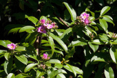 sydney australia nsw newsouthwales cactaceae botanicgardens pereskiagrandifolia
