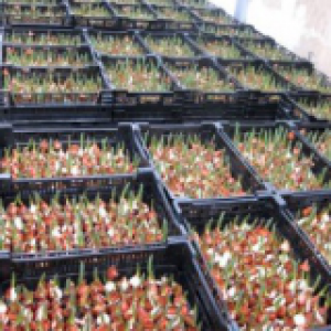 Выращиваем тюльпаны в теплице