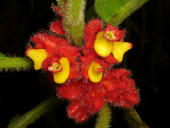 flower ecuador gesneriaceae taxonomy:family=gesneriaceae alloplectussp